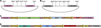 Stable Protein Sialylation in Physcomitrella